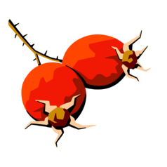 2025/26: Heimische Vielfalt - Streifzüge durch unsere Natur